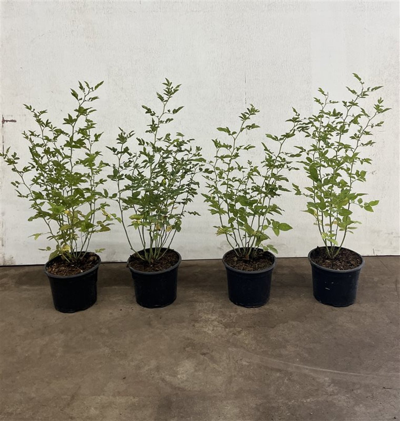 Rosa (o) canina - C2 40-60 CM